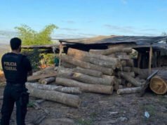 PF deflagra operação de combate a extração e receptação ilegal de madeira em Barra do Corda