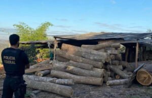 PF deflagra operação de combate a extração e receptação ilegal de madeira em Barra do Corda