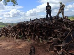 PF promove operação para combater desmatamento ilegal no Maranhão