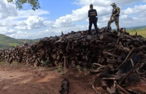 PF promove operação para combater desmatamento ilegal no Maranhão