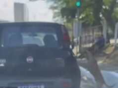 Polícia diz que cachorro que viralizou na Internet não foi abandonado