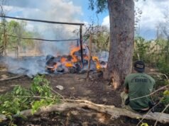 Op. Polígono destrói mais de 7t de maconha em Grajaú