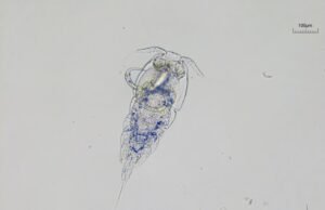 Nova espécie de parasito em peixe é encontrada no Maranhão