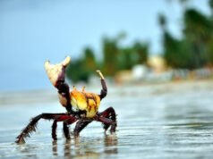 Período de defeso do caranguejo-uçá tem início hoje