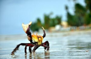 Período de defeso do caranguejo-uçá tem início hoje