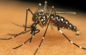 Confirmada 1ª morte por dengue no Maranhão; Outras 10 estão sendo investigadas