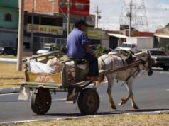 Justiça determina que Prefeitura de São Luís acabe com transporte de carroça em dois anos