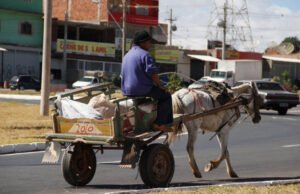 Justiça determina que Prefeitura de São Luís acabe com transporte de carroça em dois anos