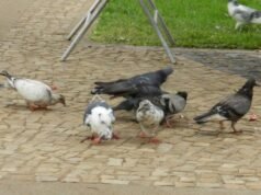 Município é condenado a fazer controle de pombos no perímetro urbano