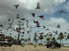 Justiça confirma condenação do Município de São Luís sobre controle de pombos