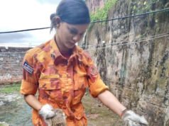 Bombeiros capturam mais de 1,3 mil animais silvestres na Grande São Luís