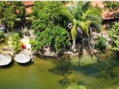 Tuntum: O coração do trismo rural no sertão maranhense