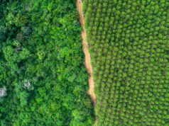 Suzano já restaurou mais de 799 hectares de áreas protegidas no Maranhão e Pará