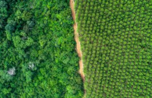 Suzano já restaurou mais de 799 hectares de áreas protegidas no Maranhão e Pará