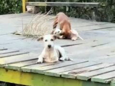 Professor denuncia descarte irregular de lixo e abandono de animais na IV Centenário, em São Luís