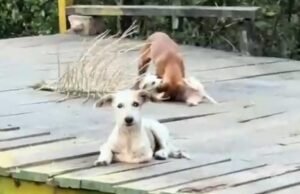 Professor denuncia descarte irregular de lixo e abandono de animais na IV Centenário, em São Luís