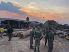 PF e Ibama combatem exploração ilegal de madeira no Maranhão