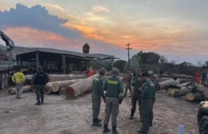 PF e Ibama combatem exploração ilegal de madeira no Maranhão