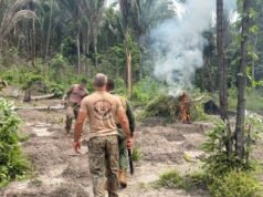 22 mil pés de maconha são destruídos na Baixada Maranhense