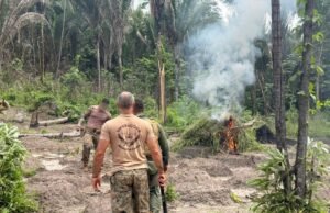 22 mil pés de maconha são destruídos na Baixada Maranhense